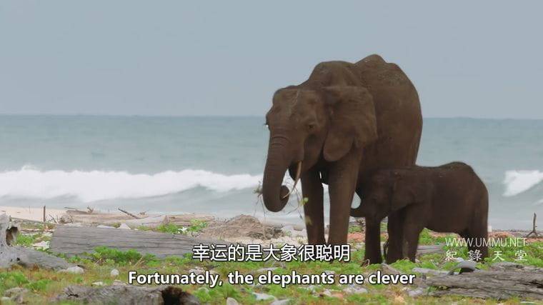 大猩猩 Gorilla插图4