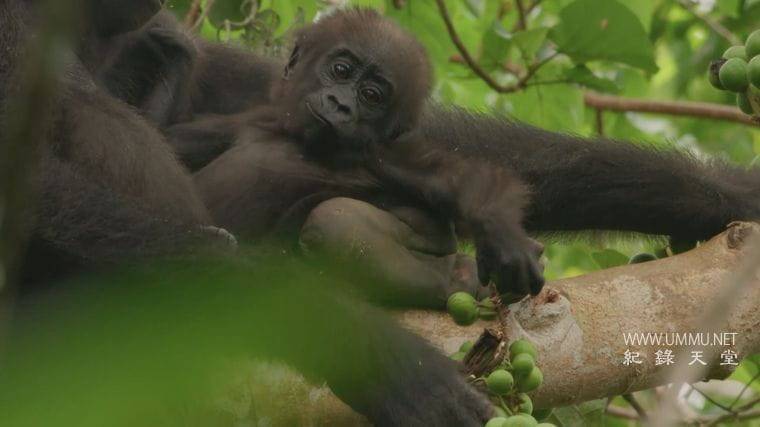 大猩猩 Gorilla插图5