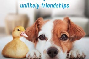 狗狗最好的朋友 Dog's Best Friend