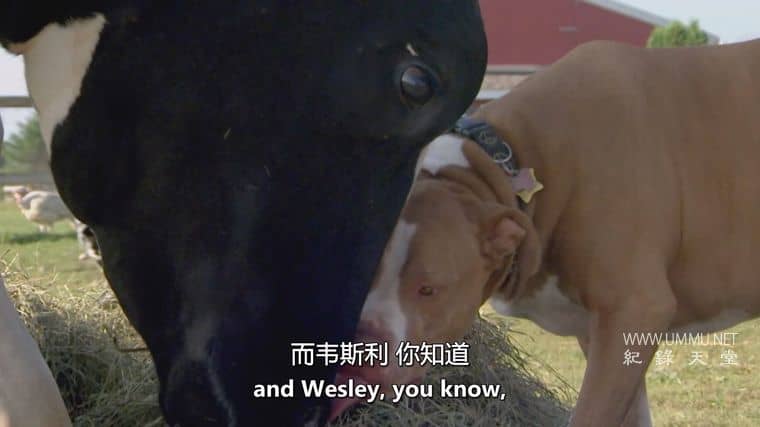 狗狗最好的朋友 Dog's Best Friend插图2