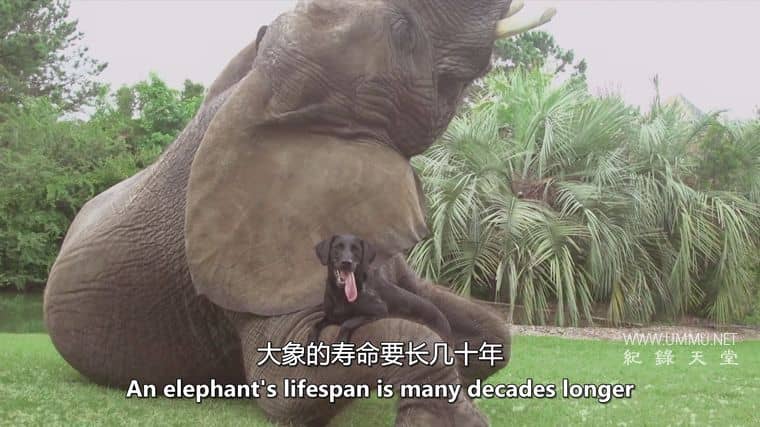 狗狗最好的朋友 Dog's Best Friend插图3