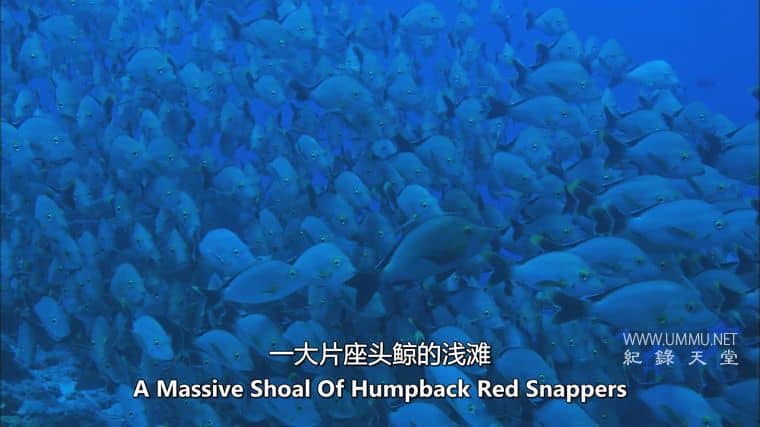 海洋冒险任务 Adventure Ocean Quest插图3