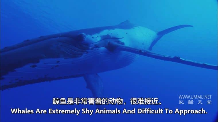 海洋冒险任务 Adventure Ocean Quest插图4