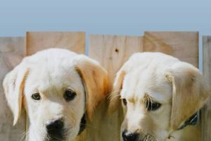 狗狗学校 Dog School