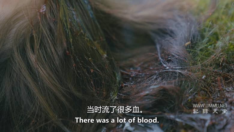 血缘侦探 第3-4季 Bloodline Detectives插图1