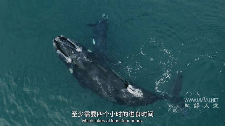 海洋天才小猎手 Genius Sea Hunters插图3