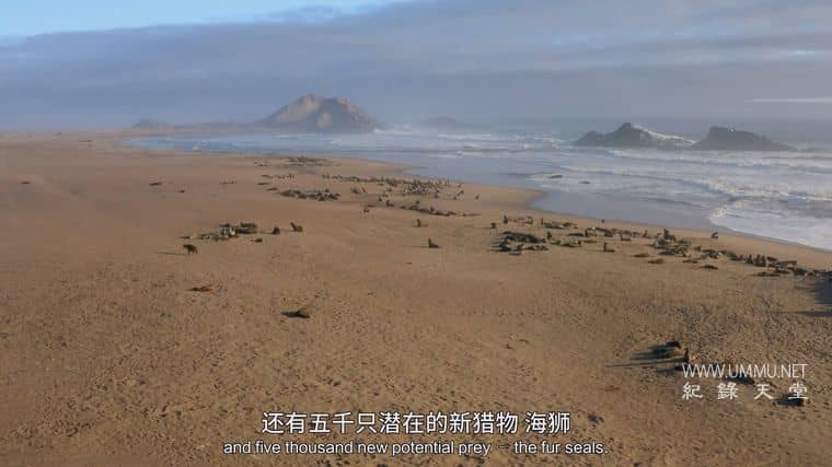 海洋天才小猎手 Genius Sea Hunters插图4