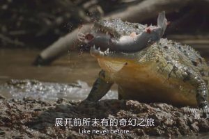 捕食者的隐秘世界 Apex Predators: Invisible Worlds