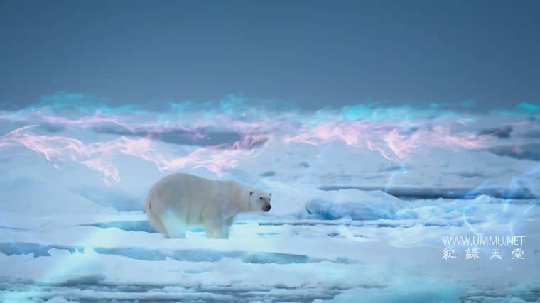 捕食者的隐秘世界 Apex Predators: Invisible Worlds插图2