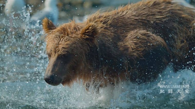 捕食者的隐秘世界 Apex Predators: Invisible Worlds插图3