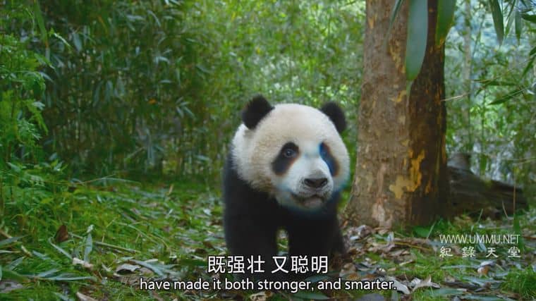 捕食者的隐秘世界 Apex Predators: Invisible Worlds插图4