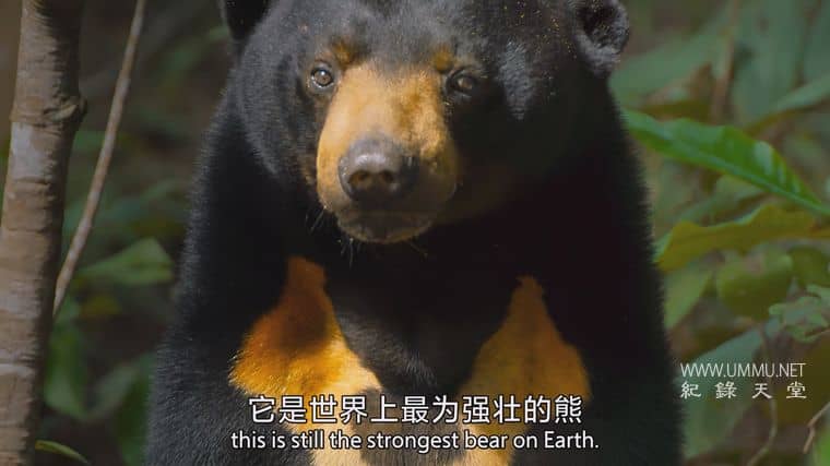 捕食者的隐秘世界 Apex Predators: Invisible Worlds插图5