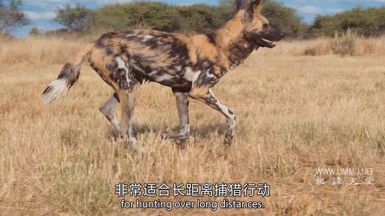 捕食者的隐秘世界 Apex Predators: Invisible Worlds插图6