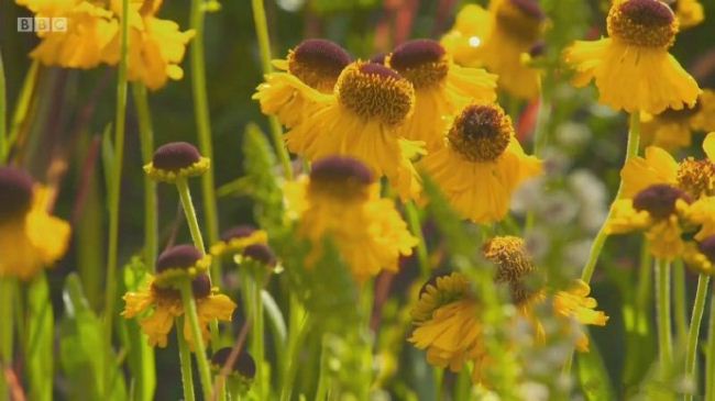 汉普敦宫花展 Hampton Court Palace Flower Show插图3