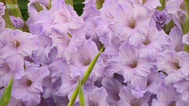 汉普敦宫花展 Hampton Court Palace Flower Show插图4