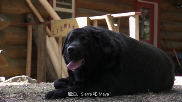 动物侠医/育空兽医 第3季  Dr. Oakley, Yukon Vet插图1