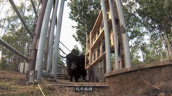 动物侠医/育空兽医 第3季  Dr. Oakley, Yukon Vet插图2