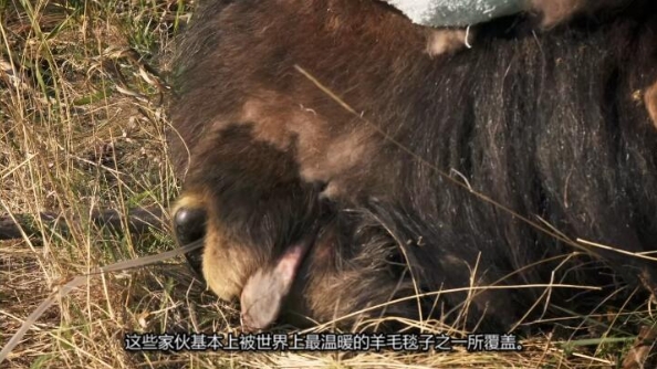 动物侠医/育空兽医 第3季  Dr. Oakley, Yukon Vet插图4