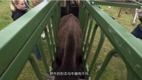 动物侠医/育空兽医  第7季  Dr. Oakley, Yukon Vet插图3