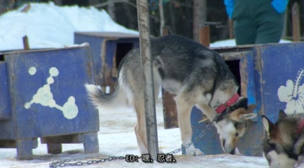 动物侠医/育空兽医 第2季  Dr. Oakley, Yukon Vet插图3