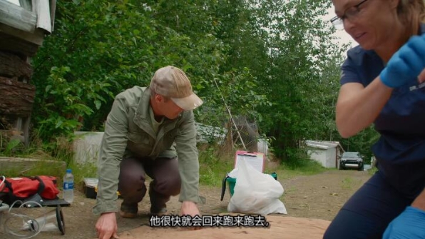 动物侠医/育空兽医  第9季  Dr. Oakley, Yukon Vet插图2