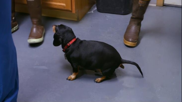 动物侠医/育空兽医  第6季  Dr. Oakley, Yukon Vet插图1