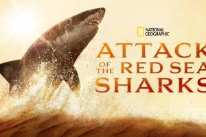 红海鲨鱼袭击 Attack of the Red Sea Sharks