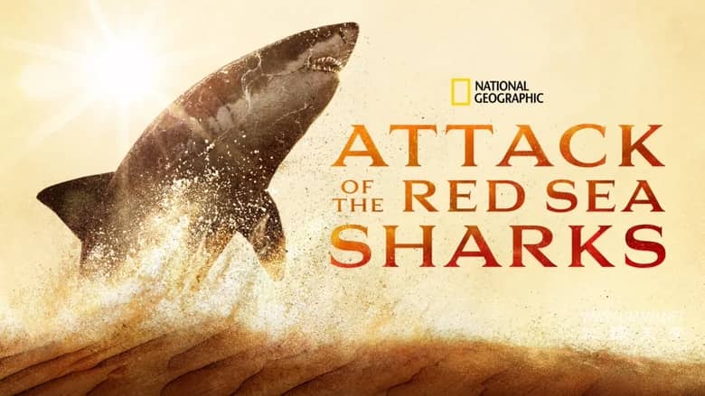 红海鲨鱼袭击 Attack of the Red Sea Sharks插图