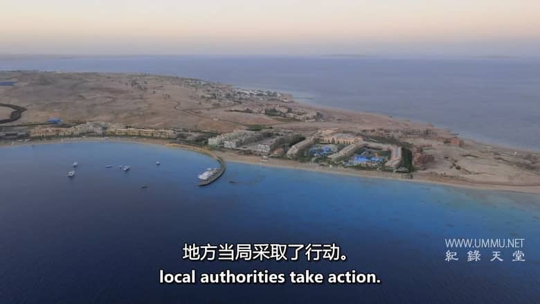 红海鲨鱼袭击 Attack of the Red Sea Sharks插图1