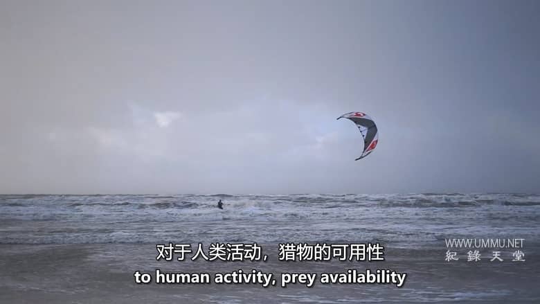 红海鲨鱼袭击 Attack of the Red Sea Sharks插图2