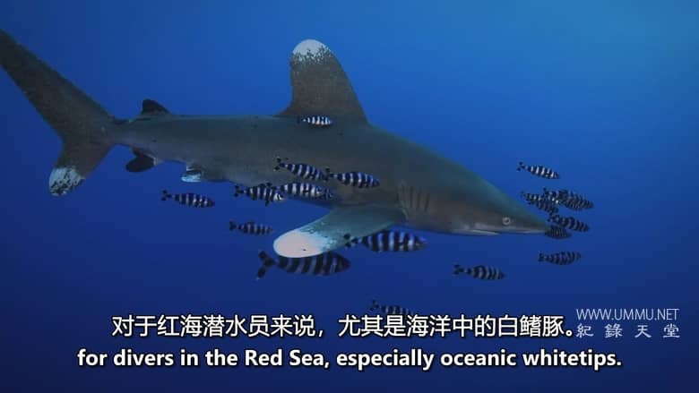 红海鲨鱼袭击 Attack of the Red Sea Sharks插图3