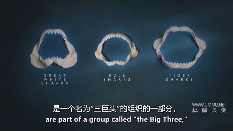 红海鲨鱼袭击 Attack of the Red Sea Sharks插图5