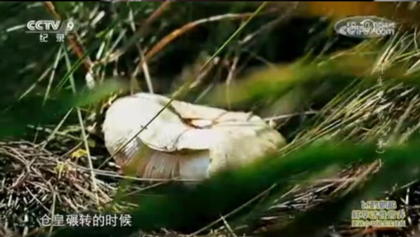 鲜生史 第2季插图3