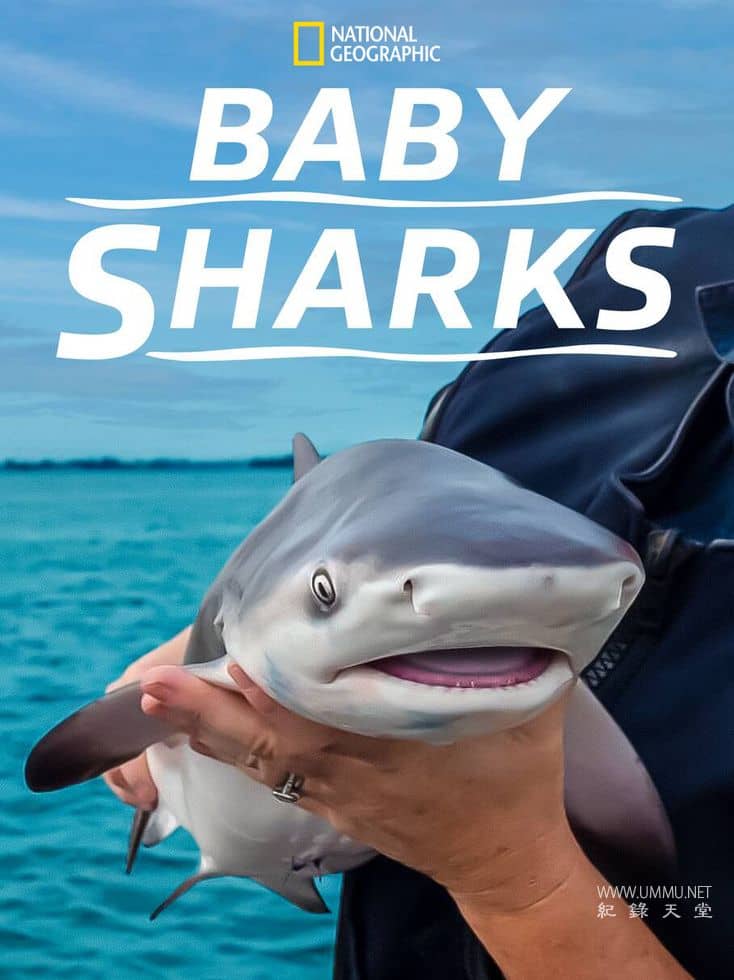 鲨鱼宝宝成长记 Baby Sharks插图