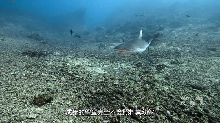 鲨鱼宝宝成长记 Baby Sharks插图1