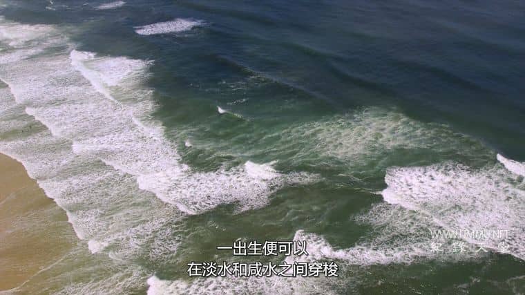 鲨鱼宝宝成长记 Baby Sharks插图2