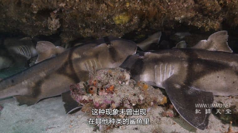 鲨鱼宝宝成长记 Baby Sharks插图3