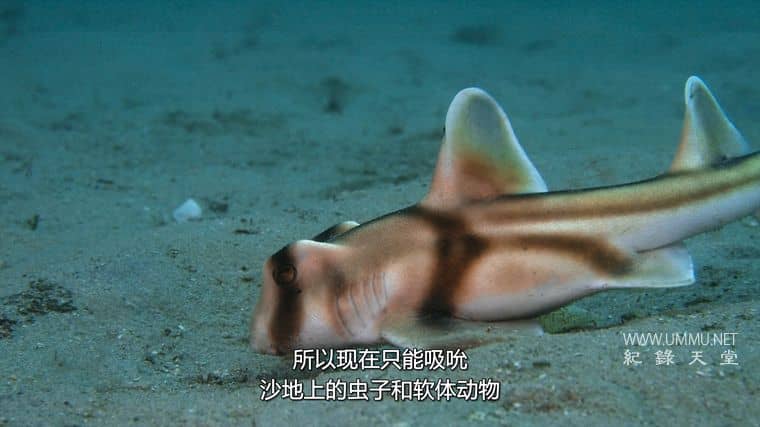 鲨鱼宝宝成长记 Baby Sharks插图4