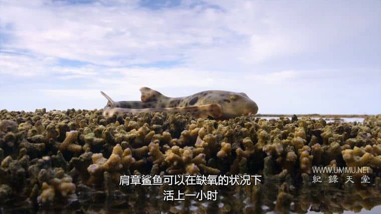 鲨鱼宝宝成长记 Baby Sharks插图5