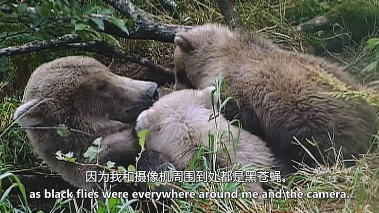 灰熊人日记系列 Diary Of The Grizzly Man: Series插图2