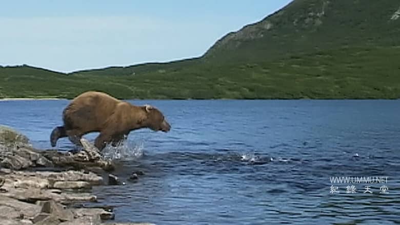 灰熊人日记系列 Diary Of The Grizzly Man: Series插图3