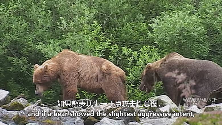 灰熊人日记系列 Diary Of The Grizzly Man: Series插图4