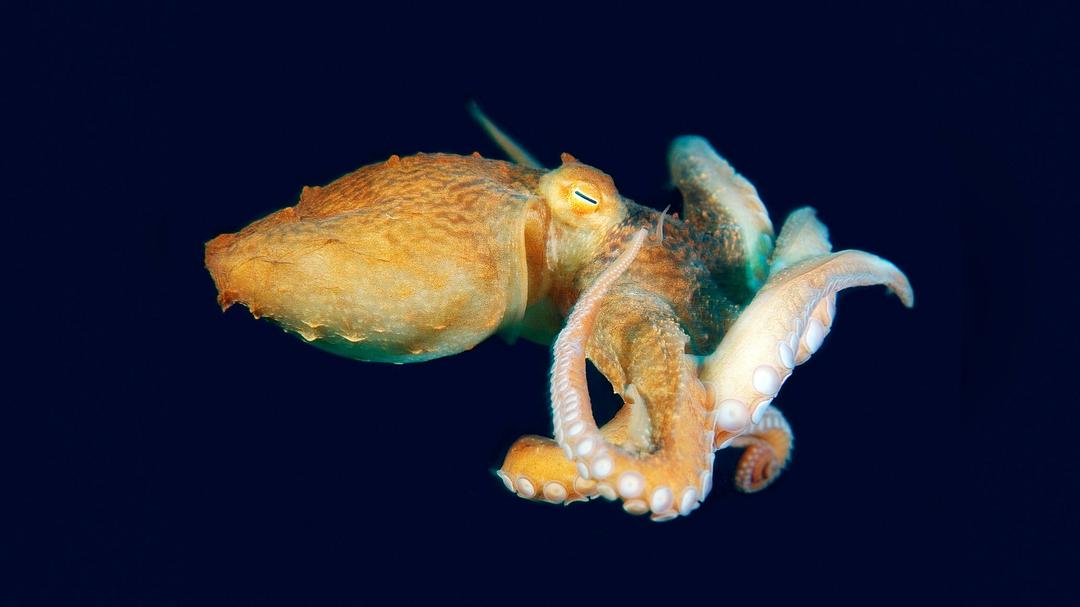 怪诞星球 Absurd Planet插图1