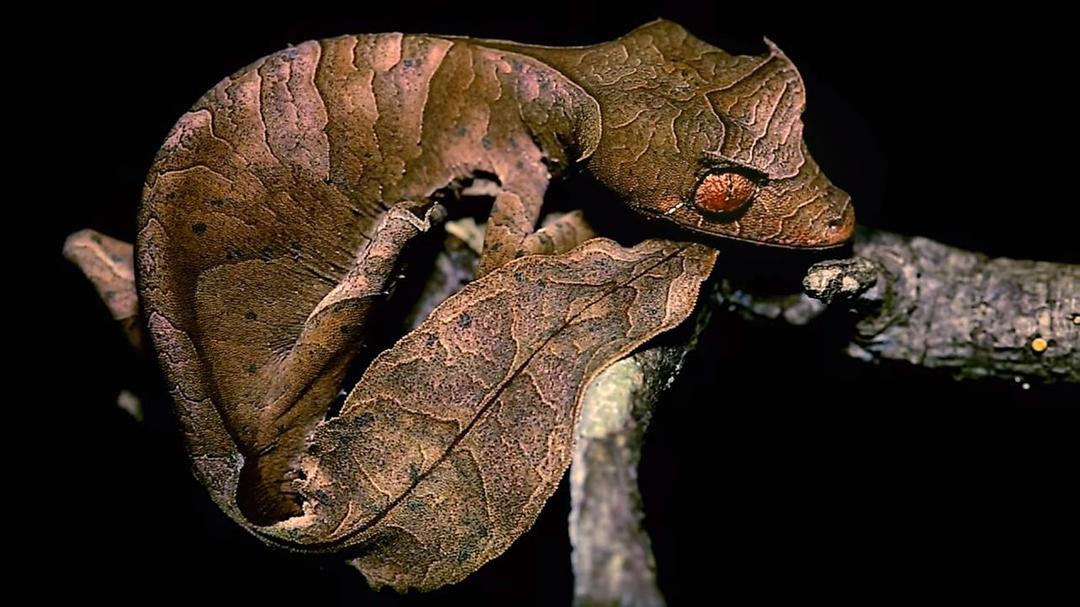 怪诞星球 Absurd Planet插图2