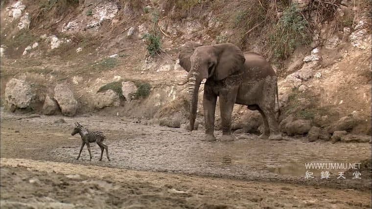 非洲沙漠风暴 Africa's Desert Storms插图3