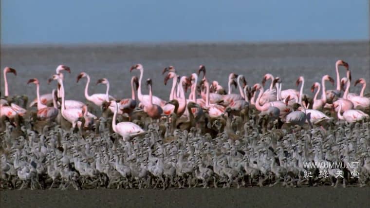 非洲沙漠风暴 Africa's Desert Storms插图4