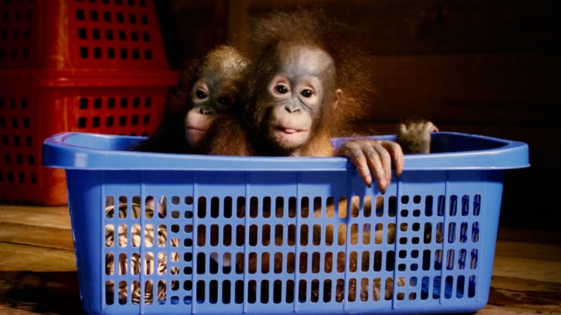 天生狂野 Born to Be Wild插图3