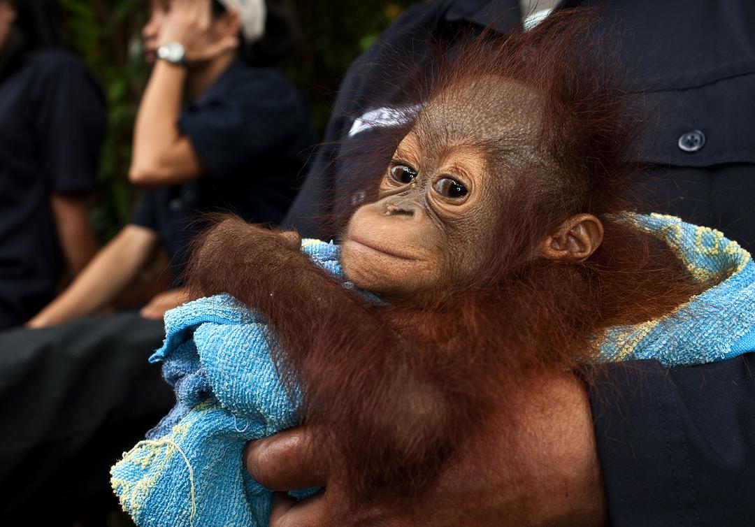 天生狂野 Born to Be Wild插图4