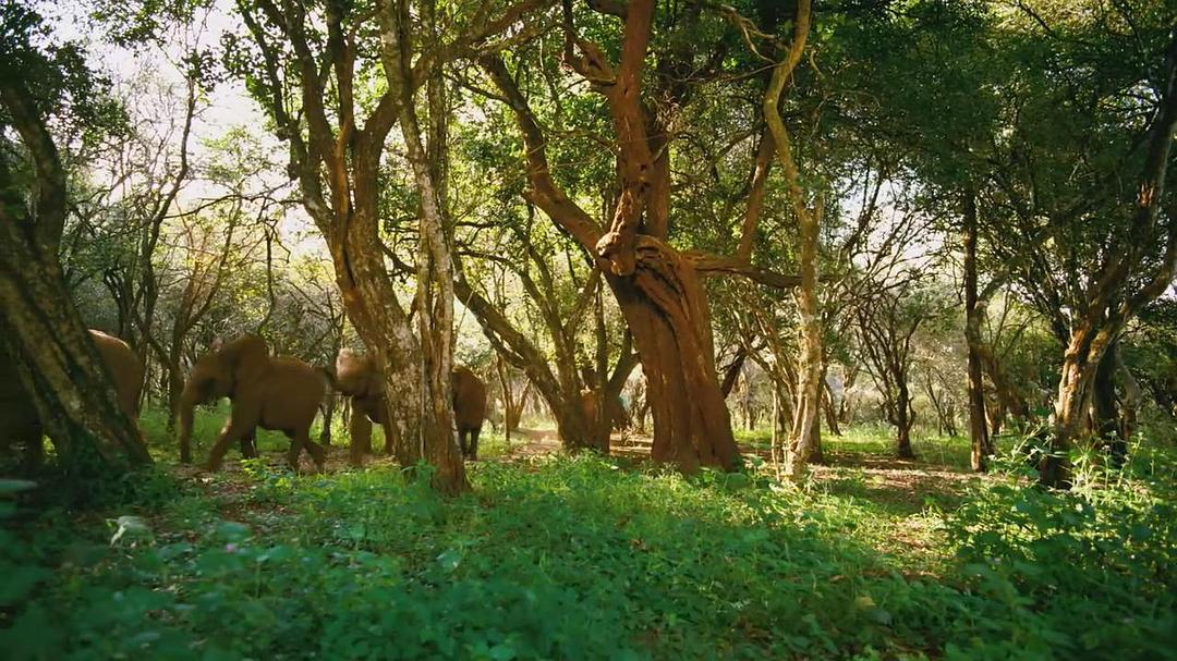 天生狂野 Born to Be Wild插图8