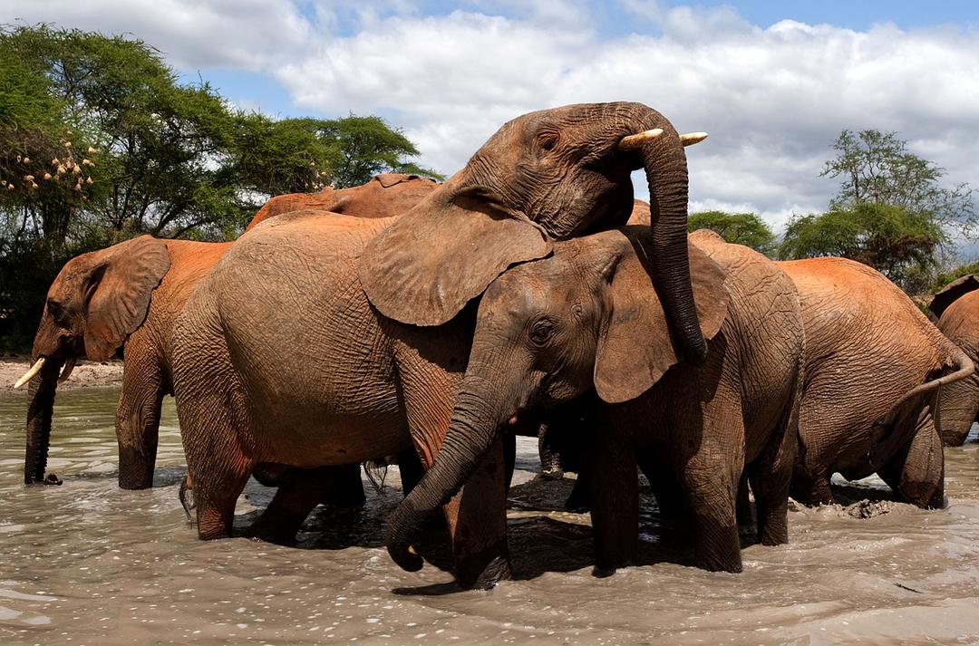 天生狂野 Born to Be Wild插图14